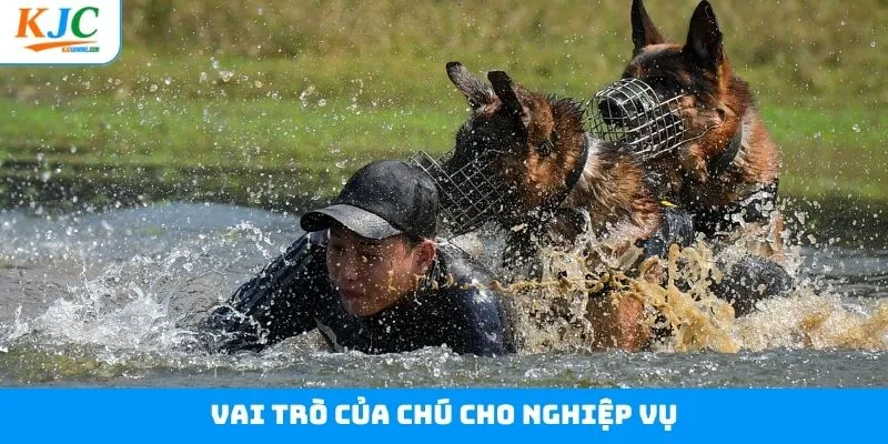 Vai trò của chú chó nghiệp vụ trong môi trường hoạt động Vai trò của chú chó nghiệp vụ trong môi trường hoạt động